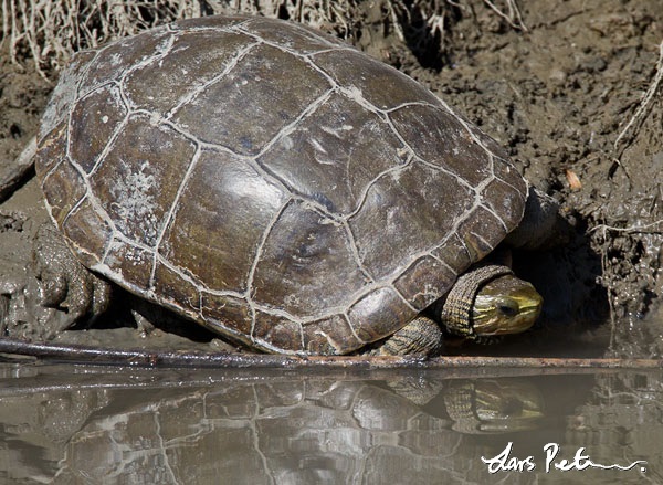 Kaspisk bäcksköldpadda